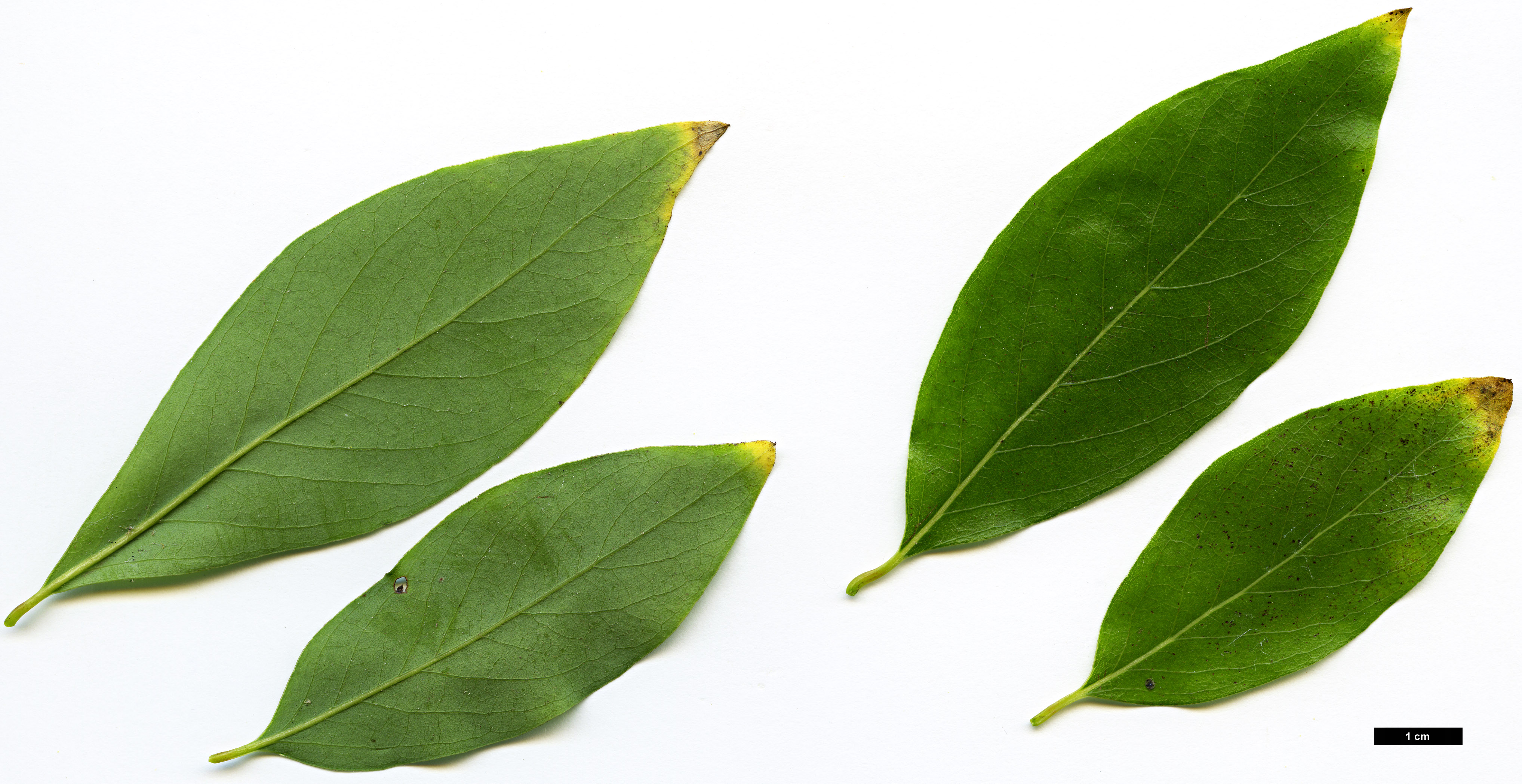 High resolution image: Family: Lauraceae - Genus: Lindera - Taxon: glauca - SpeciesSub: var. salicifolia